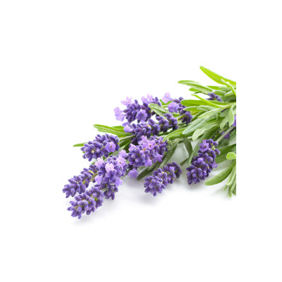 Fresher Lavender - Lavender Fragranced Air Freshener